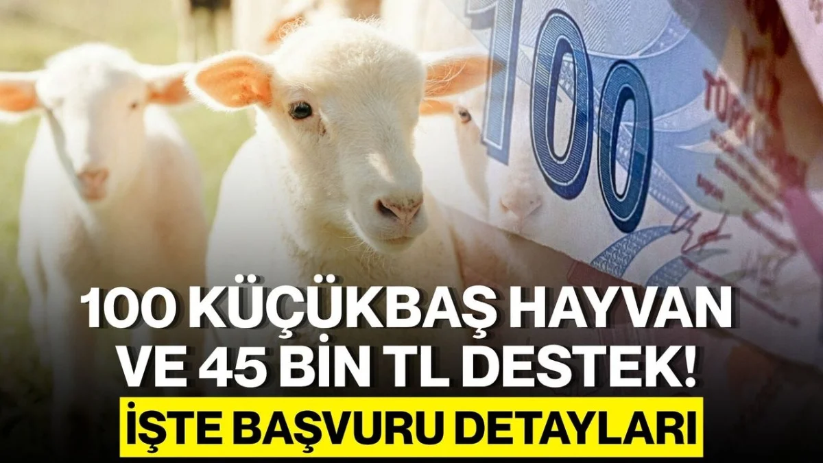 Devletten Rekor Destek: 100 Küçükbaş Hayvan Verilecek, 45 Bin TL Ödeme Yapılacak