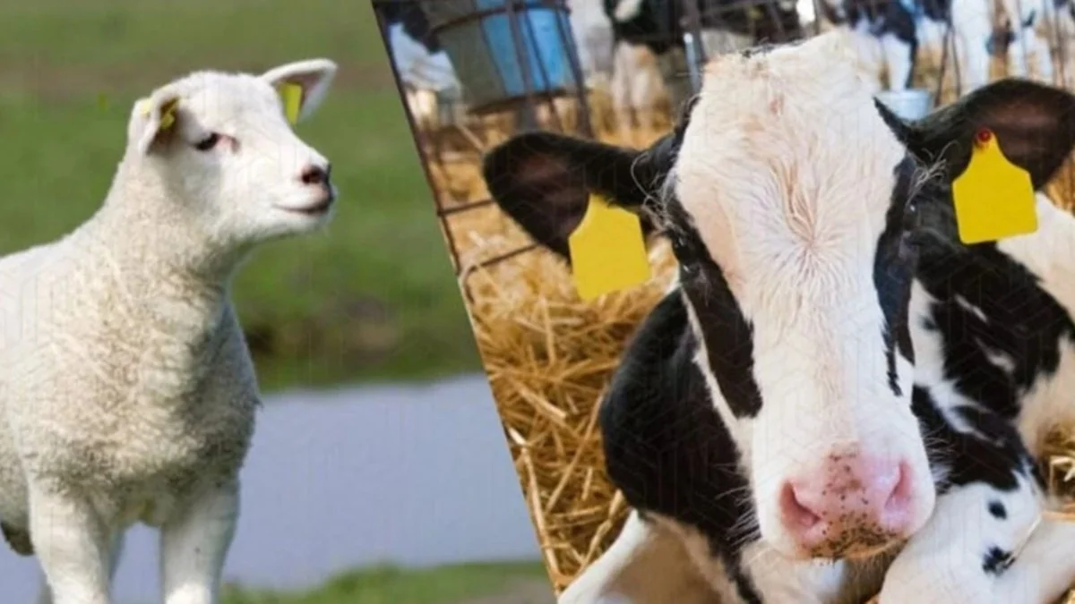 Hayvancılara Yeni Destek: 2 Yıl Geri Ödeme Yok - Ekonomi Haberleri